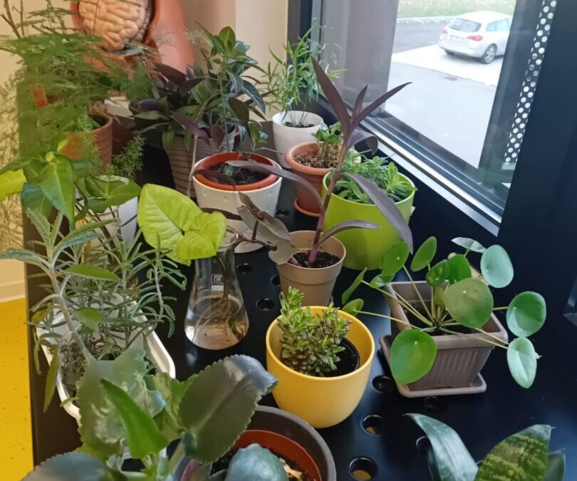 Donacija cvijeća i ukrasnoga bilja