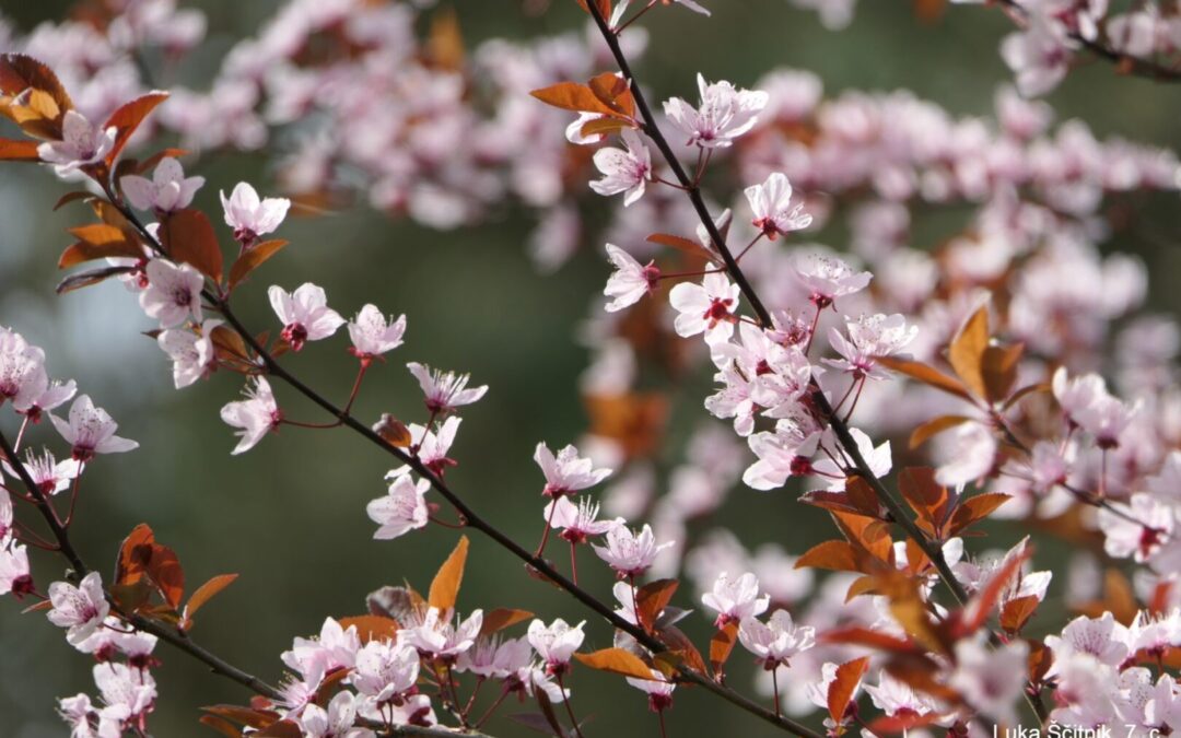 Obavijest o proljetnom odmoru učenika