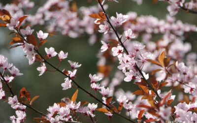 Obavijest o proljetnom odmoru učenika